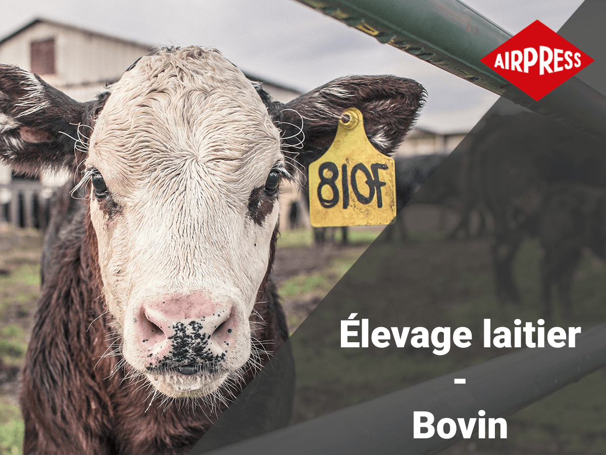 Elevage laitier -  Bovin