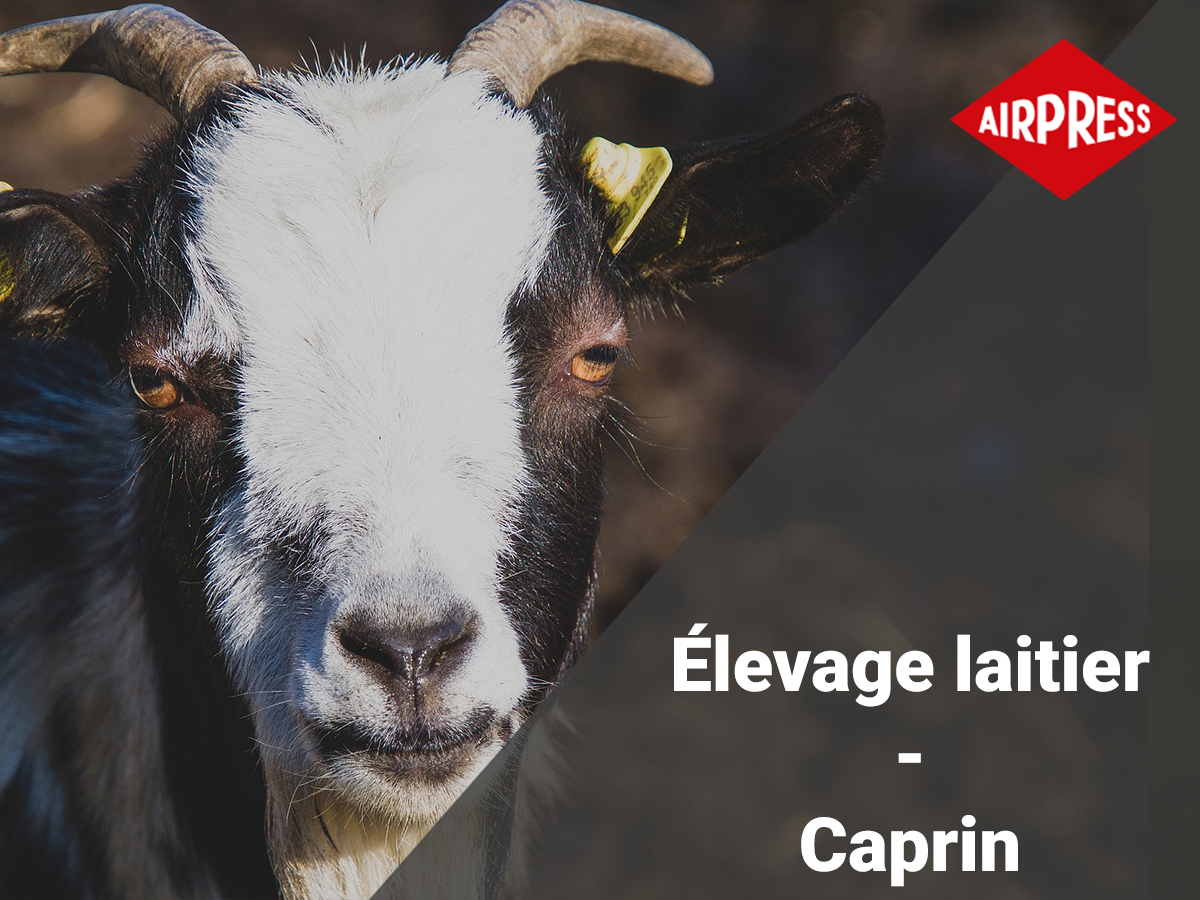 Elevage laitier - caprin